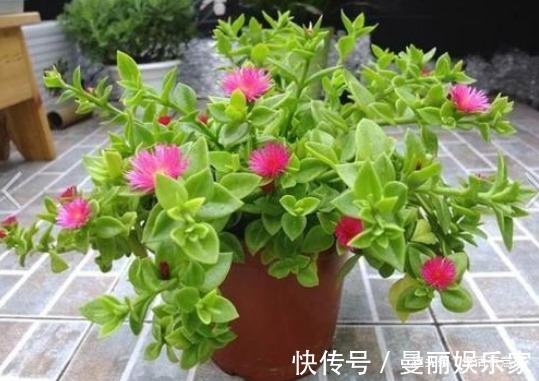 生活环境|牡丹吊兰不用养,几片叶子能自活,教你4招小秘诀,花开瀑布美翻