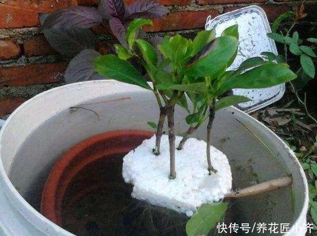 步骤|茉莉花的2种扦插方法，按步骤操作，秋季生根非常快