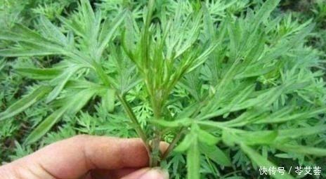 农村有种草浑身都是宝,能平喘止咳,还可安胎抗过敏
