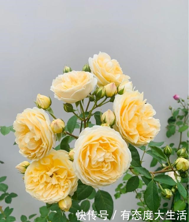 4种花,现在赶紧施肥,否则一年都不开花!