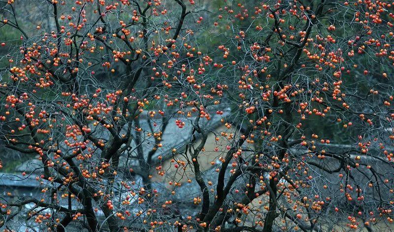 家里种“好树”,子孙一直富,6种“吉利树”,养得越久越吉利