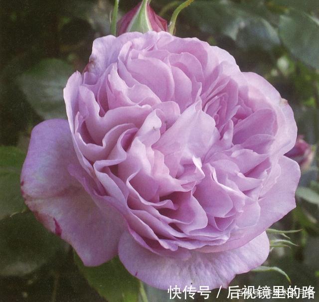 20款紫色月季品种。浓香、抗病非常好养,天然紫色唯美盛开