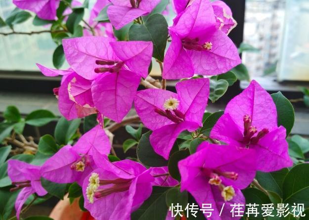 秋季盆栽三角梅，该如何保证枝干顺利开花？做到此4点就够了