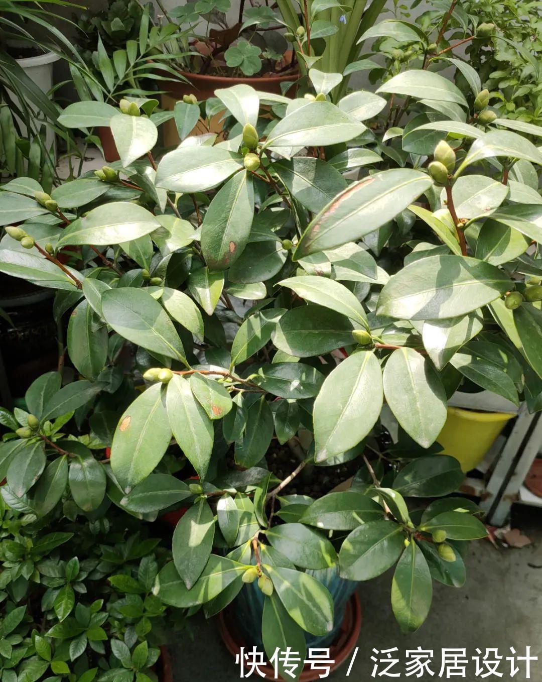 养花技巧:冬天最娇气的9种花,不要随便买,养不活浪费钱