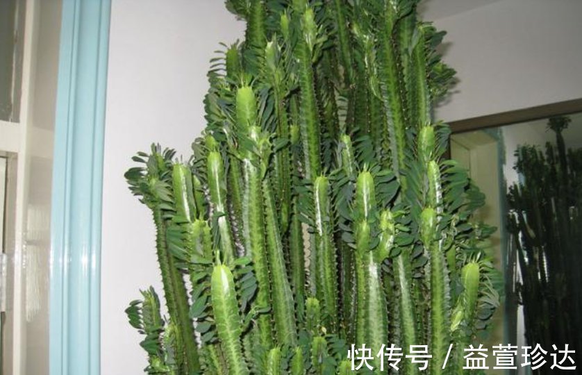 有钱人都养3种花，镇宅又旺财，好养漂亮，养在客厅最合适