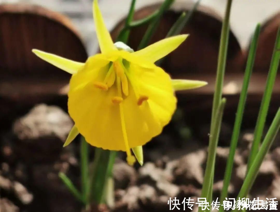 水仙|上万块的蟹爪兰,开花像烟花,养过的人不多