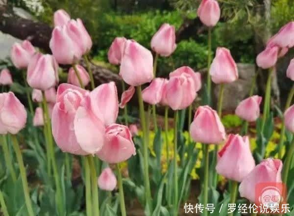 惊艳！郁金香花海、樱花雨，踏青赏花 来“这里”