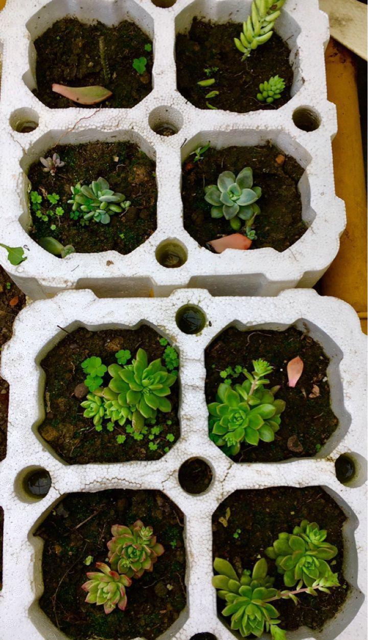 冬天扦插,用了这3种神器,成活率100%