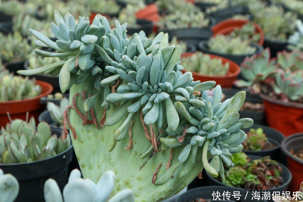 老花匠的养肉秘方,避开5个坑,才能养出结实多肉