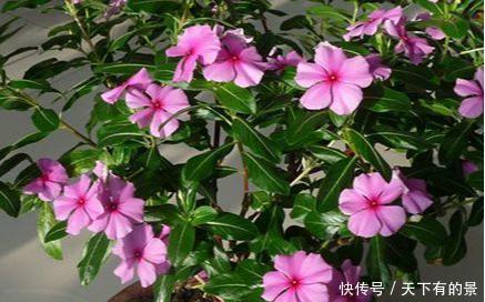 花卉|春天养花有3“忌”,及时避开花花长得旺,不然养一盆死一盆