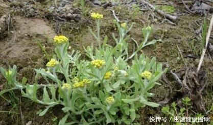 长在田埂上的“它”,看到别拔了,如今很珍贵,拔1棵少1棵!