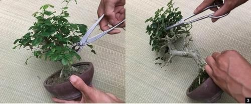 双干式盆景不一定要连体，两株对节白蜡即能成双杆，要不试试？