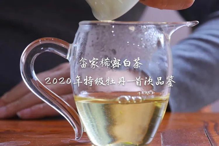 浑身|白茶浑身是“宝”，难怪越来越多的茶友开始喝白茶！