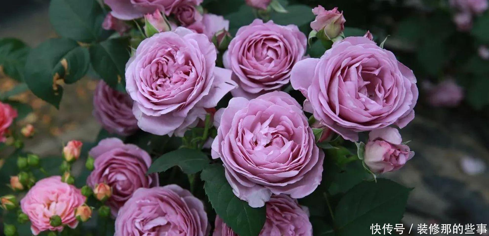 修剪|月季入夏之后的养护，要提前做好准备，避免养护错误，影响开花