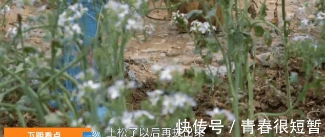 《向往的生活》被质疑作假,萝卜开花还能吃黄磊动作暴露了