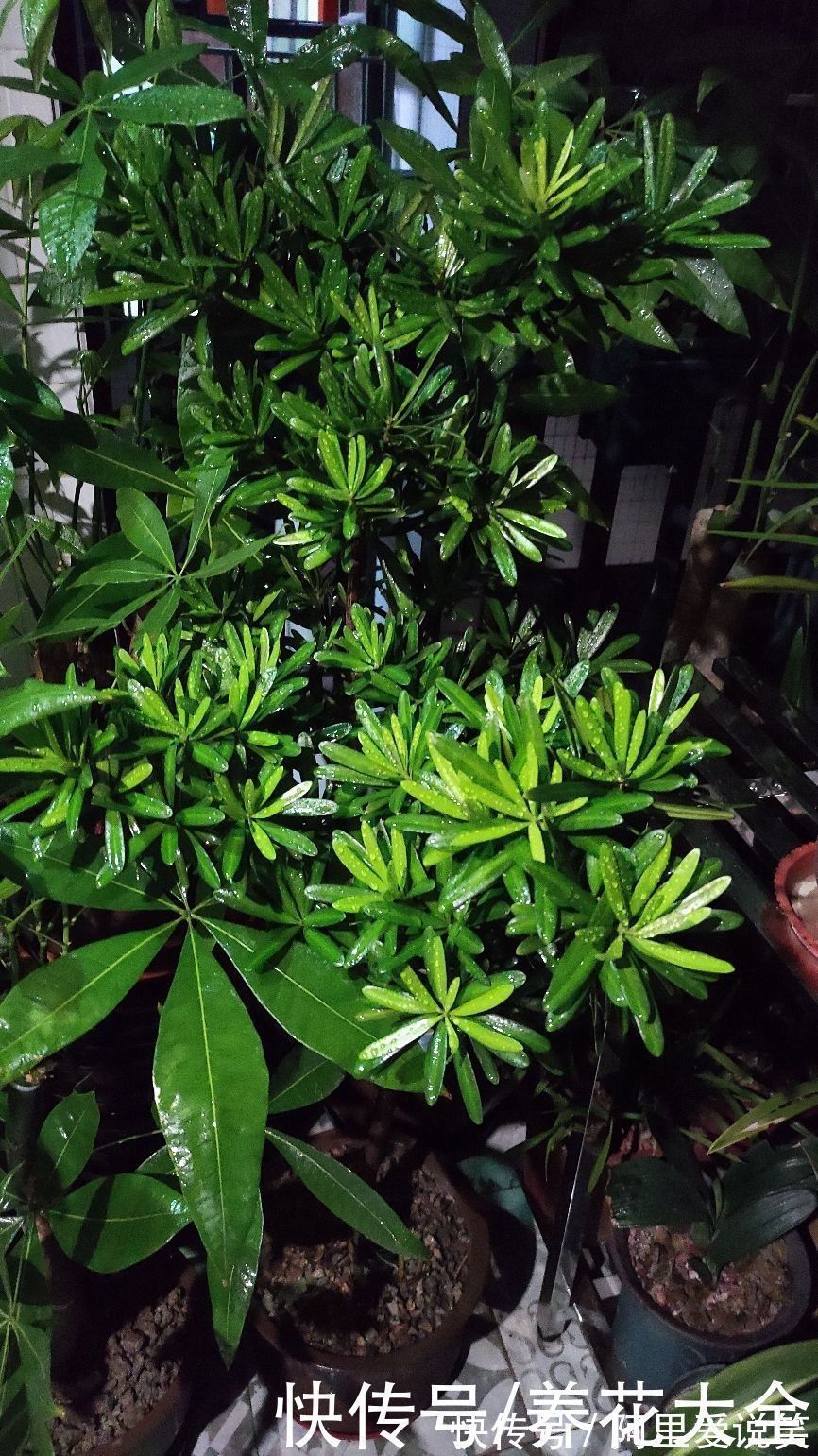 家里有老人,就养一盆罗汉松,寓意健康长寿