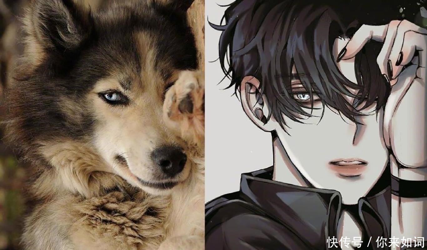 画师们|当动物被画师二次元化，可盐可甜可帅气，还是纸片人更让人心动