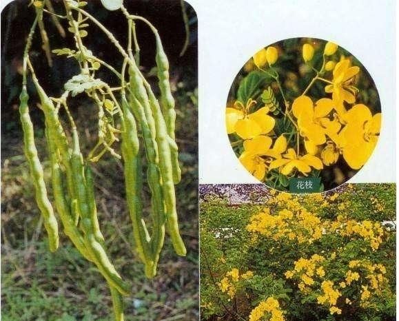 这种普通的野草长在农村田间，能清肝火、祛风湿，做成枕头还降血