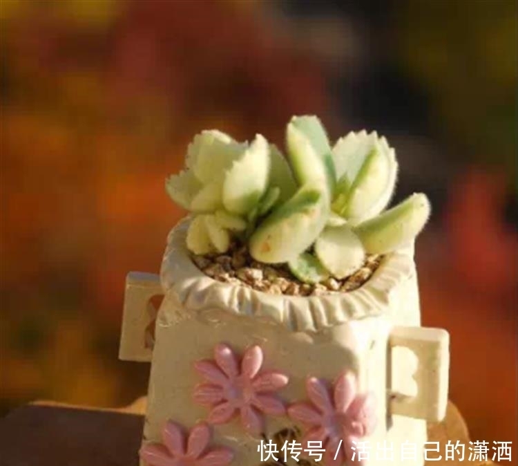 这些毛绒绒的多肉不要太萌!见到了就要买回家的萌宝~