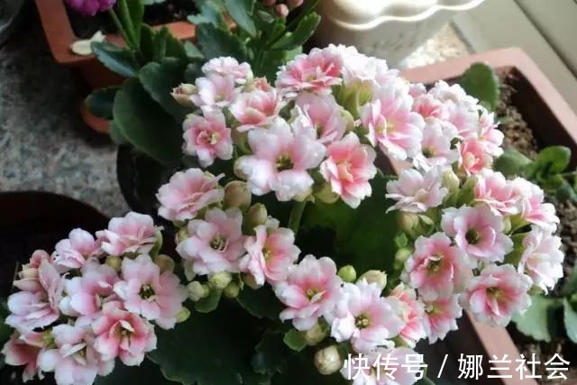 长寿花|君子兰肥到流油,长寿花开不断,原来他用了这个小方法!