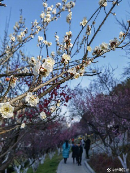 中年|合肥：十里梅花，春天“打卡”