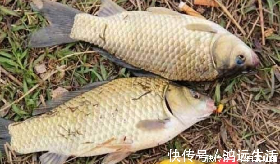 冬钓用饵,岂能随随便便!按我说的做,一根竿子都钓不过来