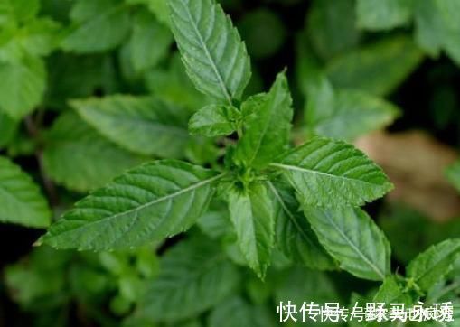它叫“凉粉草”，长得像薄荷，是烧仙草原材料，承载几代人记忆