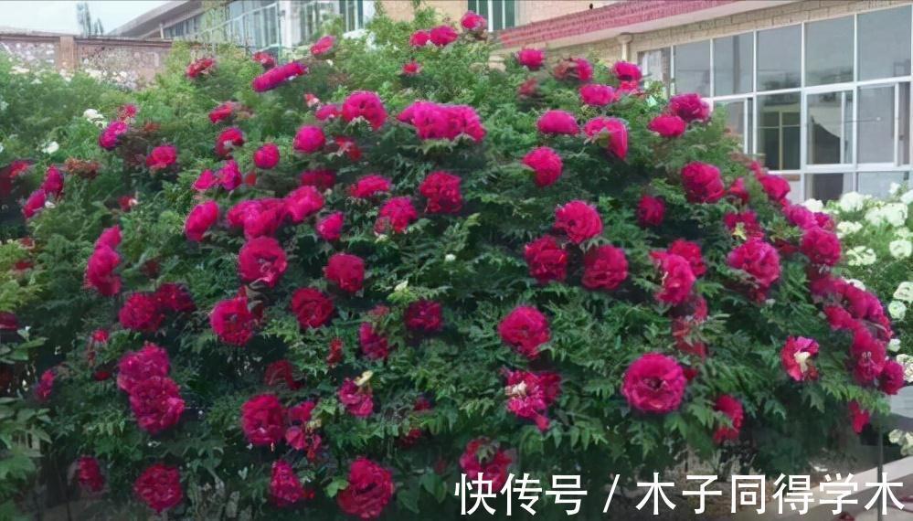 兰花|5种“长命花”,富贵又吉利,越养越值钱,赶紧养一盆做传家宝