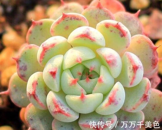 多肉养不好的原因之一，多数的分不清夏型种和冬型种多
