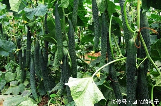 柠檬|爱长“痘”的人,多吃这4种食物,美容养颜,你吃过吗?