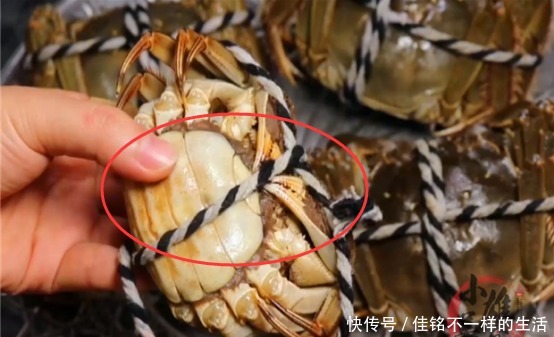 知识|才发现,原来螃蟹身上有两处“小机关”,一捏就知肥瘦,涨知识了
