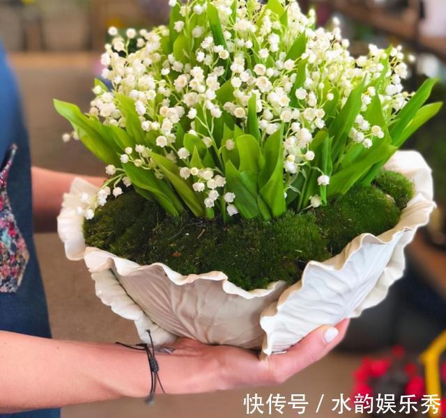 黄花茉莉|8种“小毒花”,叶子毒性大,家里若养着,光看别动它