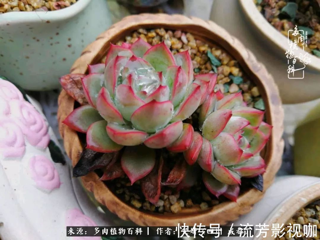 多肉|人生有时候就像多肉，不是不出彩，只是经历的时光还不够！