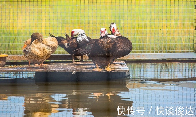 白鹭|张家口沽源有一处观鸟园，环境优美，空气好，被誉为鸟儿的天堂