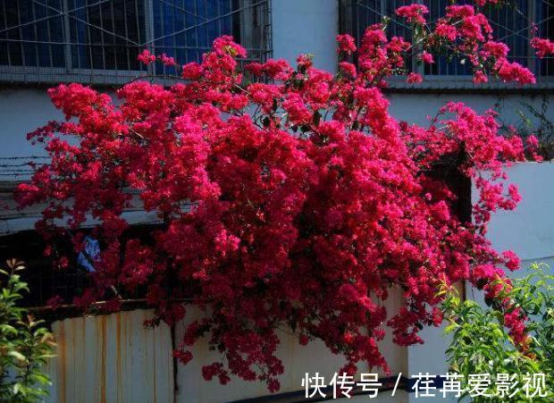 陌上花开|三角梅花期不开花怎么办?3个小窍门,助力全年花开爆满盆