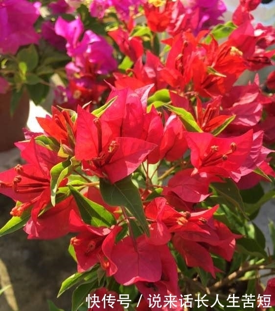 长春花|六月逛花市，看到几种便宜花，喜欢的可以入手，超级爱开花