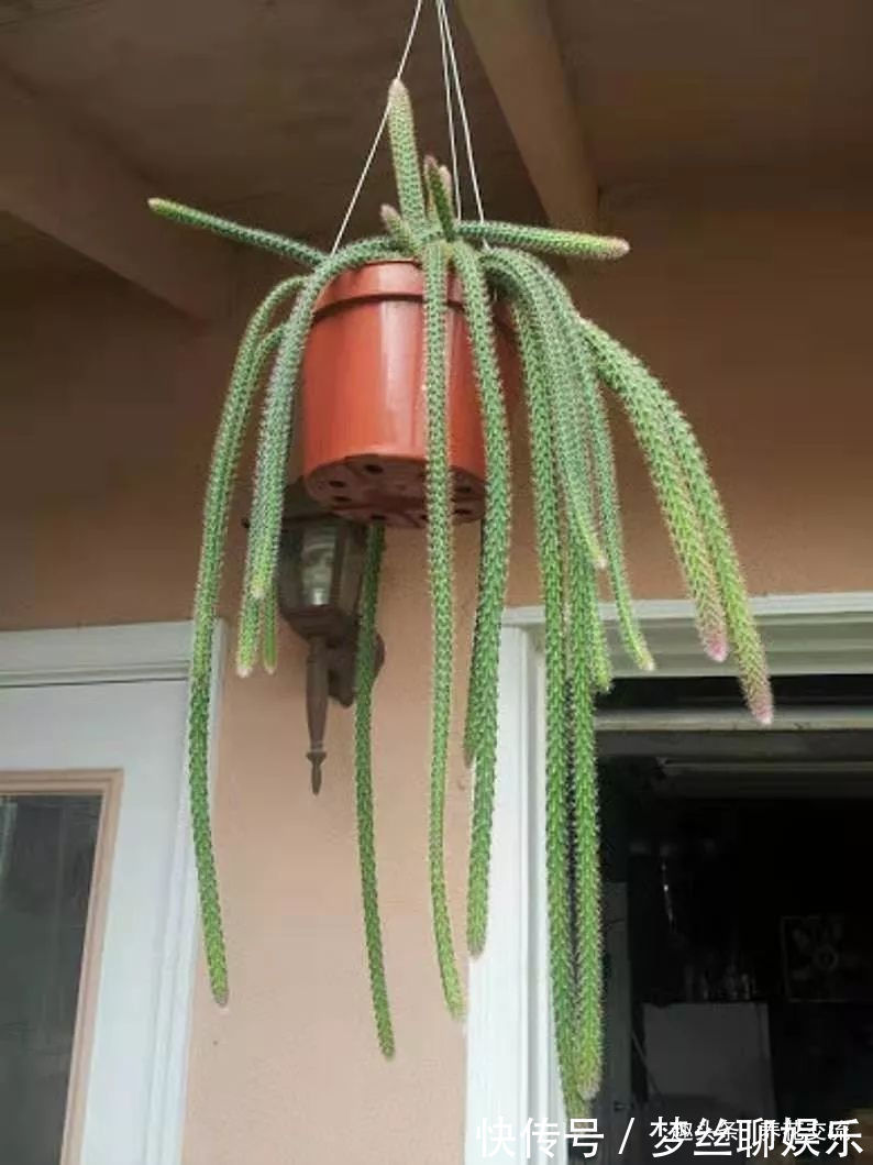 多肉的品种又多又好看,为啥自己总养不活,那是因为没看到这几种