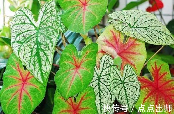 肥料|养花高手必备的5种“花肥”，新手想要养好花，家中常备错不了