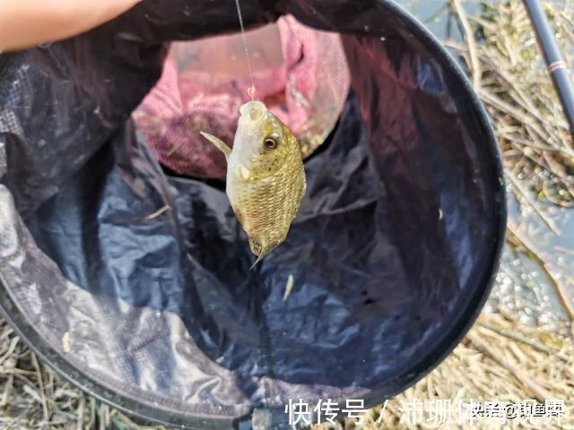 烦恼|“冰箱塞不下，邻居求别送”，鱼钓得太多原来也有烦恼
