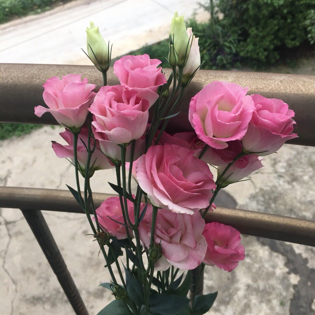 花朵五颜六色,漂亮像彩虹,花期几个月,种植容易,盆栽养花选它