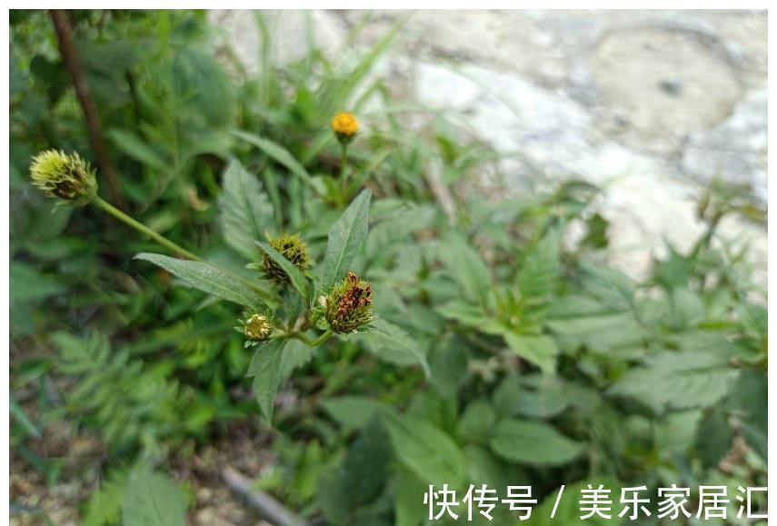 农村|鬼针草:在农村没人当回事,在中药中却大有价值,清热解毒效果好
