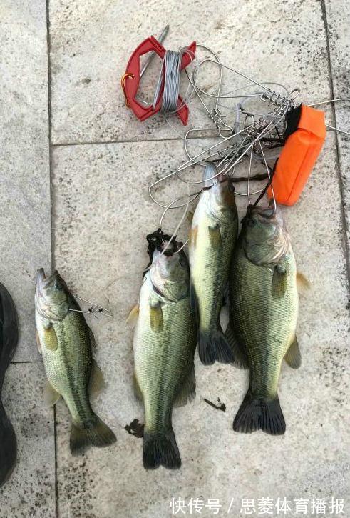 美国黑鲈入侵武汉东湖,原因竟是有人故意放生?钓鱼人:太多了