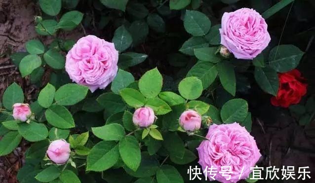 大苗|长寿花“花败”赶紧剪一刀,剪得对开得多,保证养分再开一茬