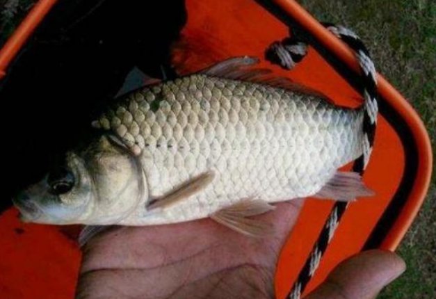 掠食者|野钓打窝技巧,选这样的位置打窝,渔获一定不会少