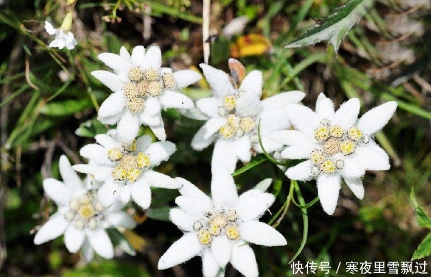 深山里的稀罕野草，人称“老头草”，如今50元一斤成治病良药