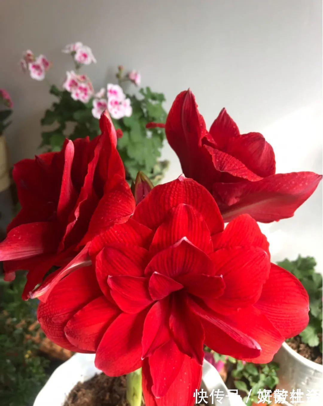 家里养盆朱顶红,开花个个比脸大,牛年养它“注定红”!