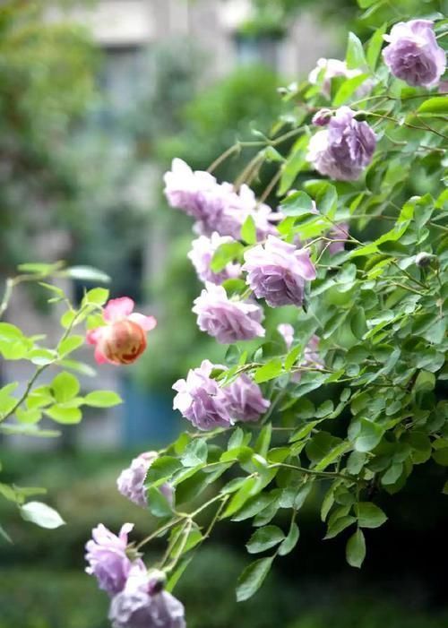 超美|超美超仙的花，看一眼入坑，再看第二眼就想买10盆回家！