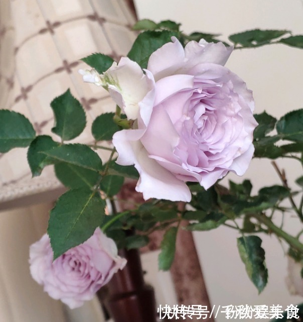 红双喜红双喜|10个最奇葩的月季品种,你可能一个都没见过!