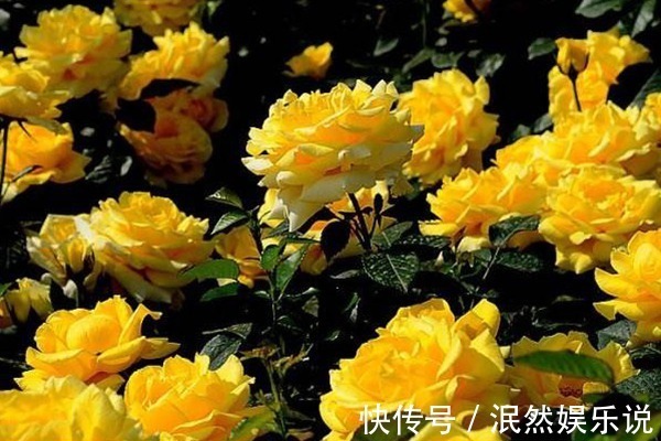 喜欢玫瑰，就养盆“高档玫瑰”黄从容玫瑰，高贵典雅，花姿俊美！