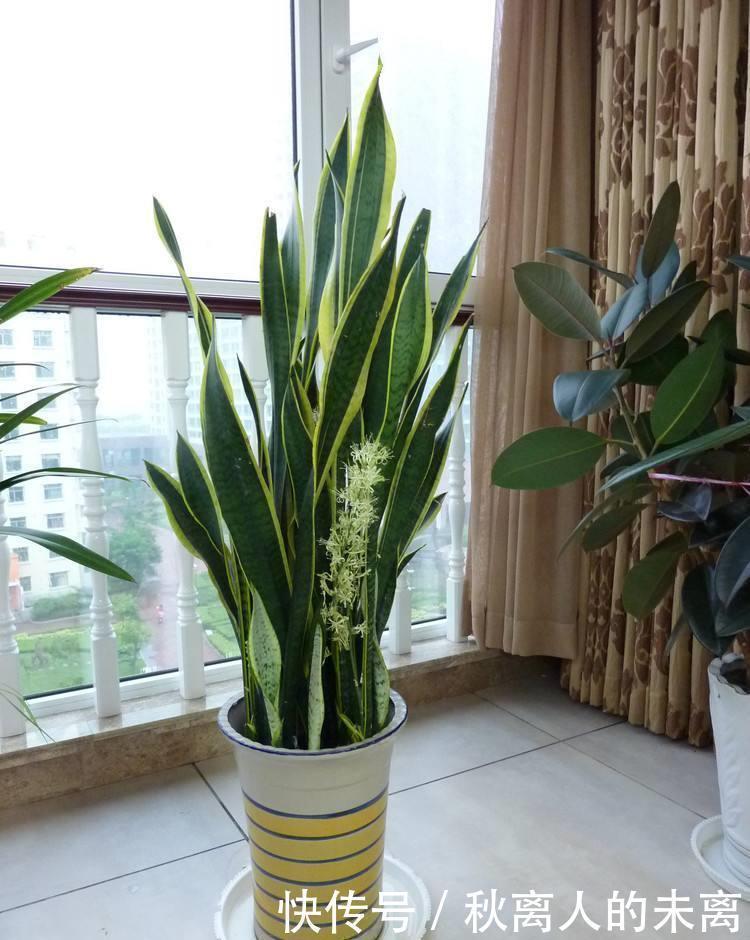 新手|这6种植株，不浇水反而爆盆，新手赶紧养起来吧